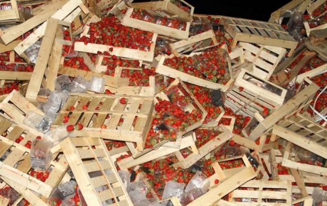 В РФ 38 тонн клубники из Украины раздавили бульдозером
