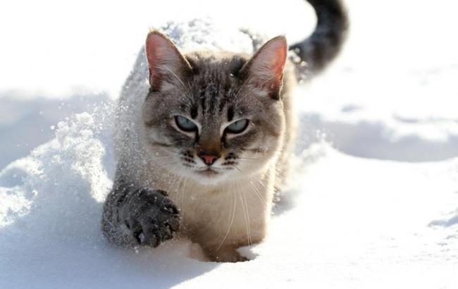 Погода на сегодня: в Украине переменная облачность, температура опустится до -13