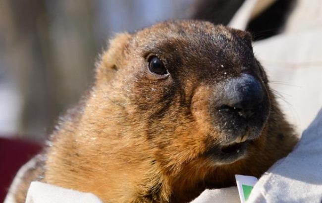 Сурок Тимка предсказал раннюю весну и нестабильный курс доллара