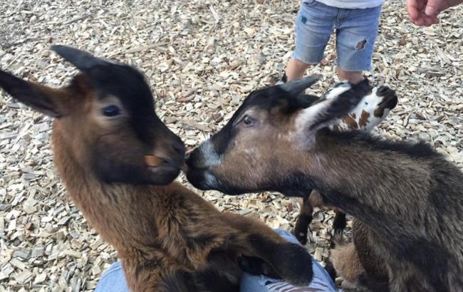 "Удовольствие не только для детей”: на ВДНХ открылся контактный зоопарк