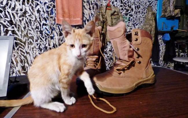 Боєць АТО прихистив кошеня і розповідає про його життя на фронті