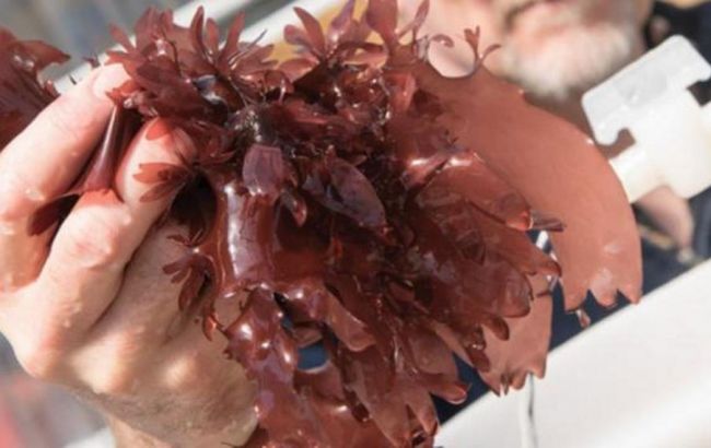 Американские ученые создали водоросли со вкусом бекона