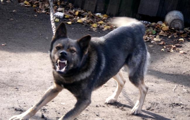 Нарышкин сравнил страны Балтии со сторожевым псом