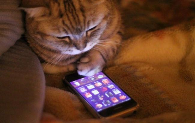 Як сучасні технології змінили життя кішок