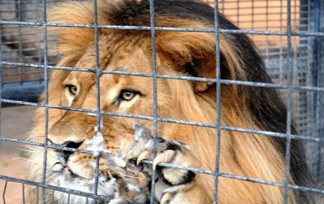 Під Маріуполем лев напав на працівника зоопарку