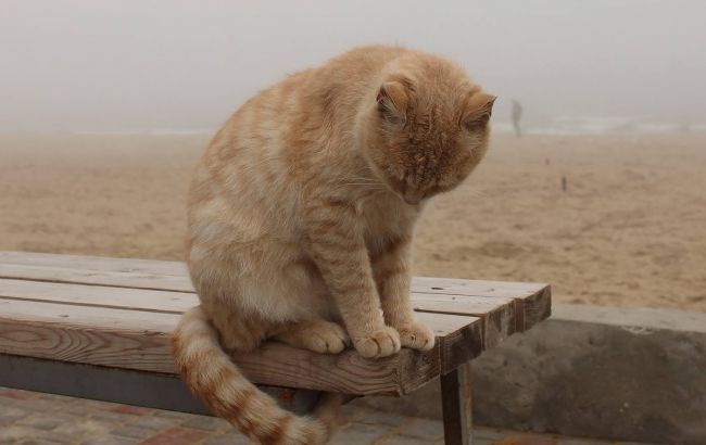 Погода на сьогодні: в Україні місцями дощі зі снігом, температура до +13