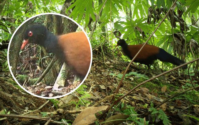 "Я почувствовал, что нашел единорога": ученый сфотографировал голубя-фазана, которого 140 лет считали вымершим