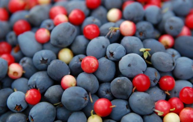 Україна збільшила експорт журавлини і чорниці в 3,3 рази