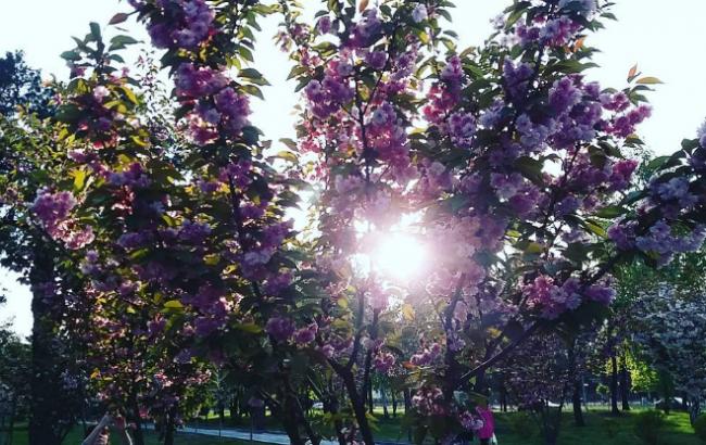 В Киеве зацвела уникальная аллея сакур