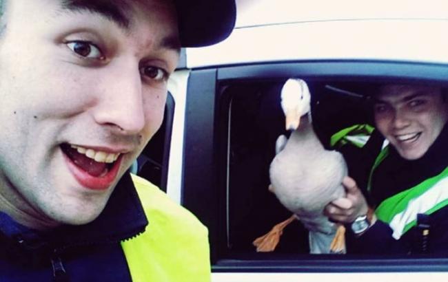 В Харькове три экипажа полицейских ловили гуся