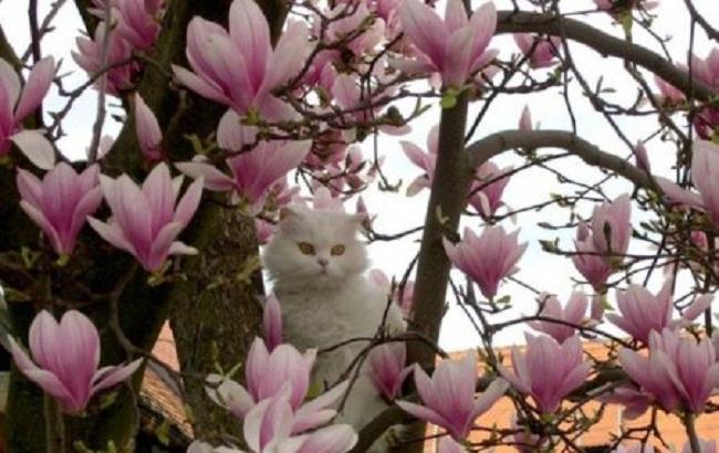 Синоптик розповіла про те, якою буде погода в перші дні квітня