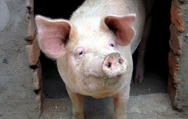 Украинцам советуют не есть свинину
