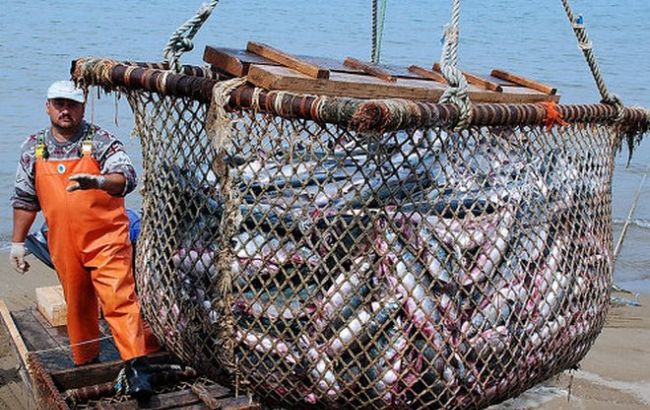Вилов риби в Україні за 6 місяців впав на 19,3%, - Держстат