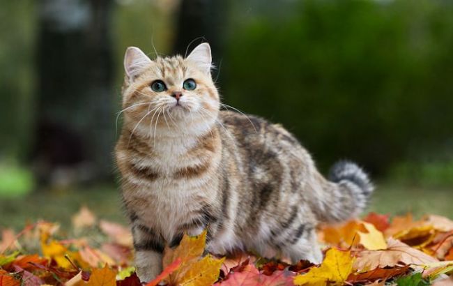 Погода на сегодня: в Украине без осадков, температура до +13