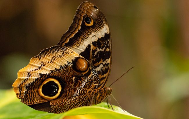 "Фальшиві очі": ентомолог пояснив, навіщо метеликам візерунки на крилах