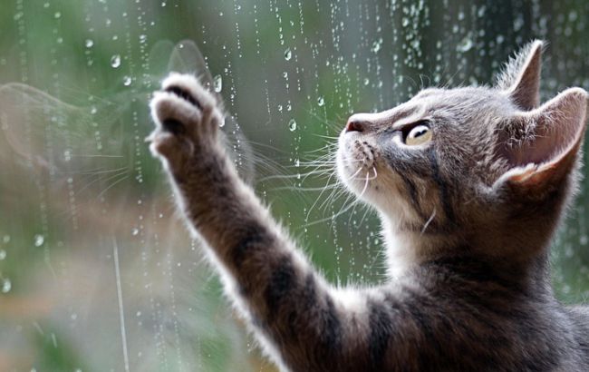 Погода на завтра: в Украине местами дожди, температура до +13