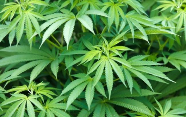 Житель Закарпатья выращивал марихуану в домашних условиях