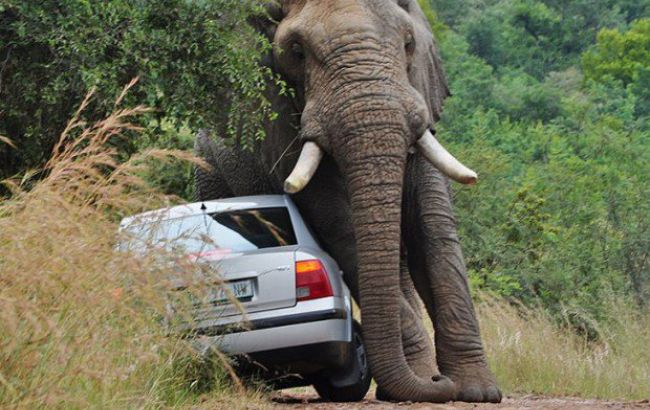 В Таиланде участились случаи нападения диких слонов на грузовики с фруктами
