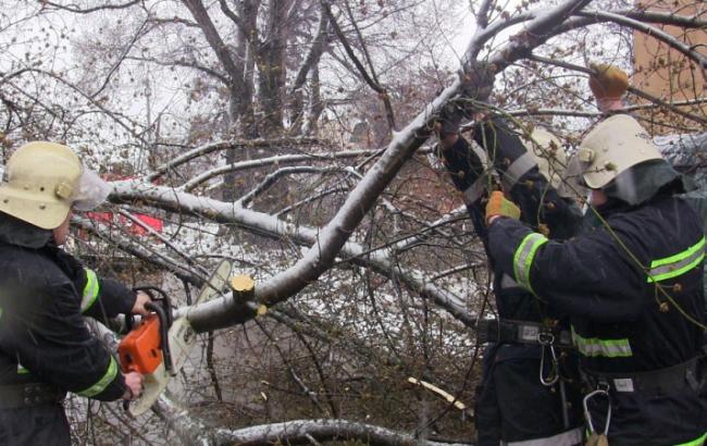 В Тернопольской области из-за ветра попадали деревья, обесточены 79 населенных пунктов