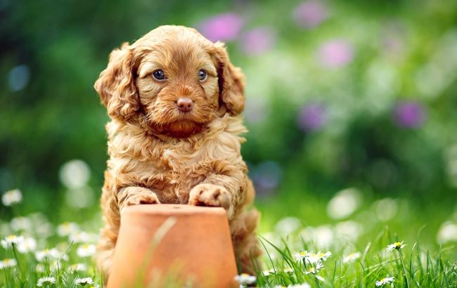 Погода на сегодня: в Украине без осадков, температура до +31