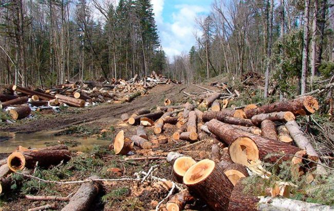 Збиток від незаконної вирубки лісів в Україні в 2016 році склав понад 200 млн гривень