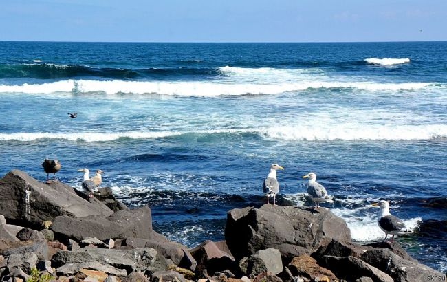 У побережья Сахалина произошло землетрясение магнитудой 4,7