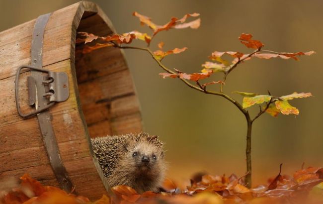 Погода на сегодня: в Украине без осадков, температура до +25