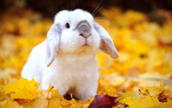 Погода на сьогодні: в Україні без опадів, температура до +12