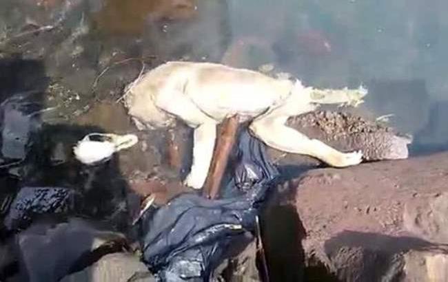 В Парагвае нашли труп мифического кровососущего существа - чупакабры
