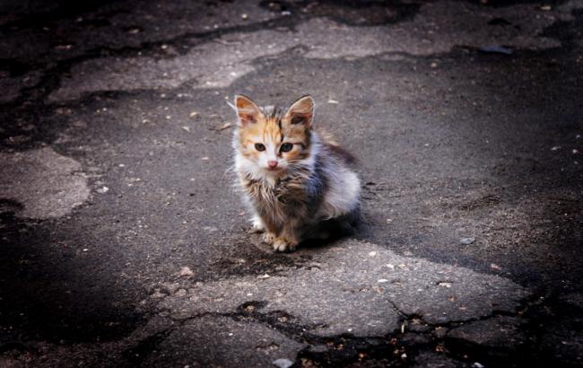 Киевляне требуют признать бродячих котов полноправными жителями города