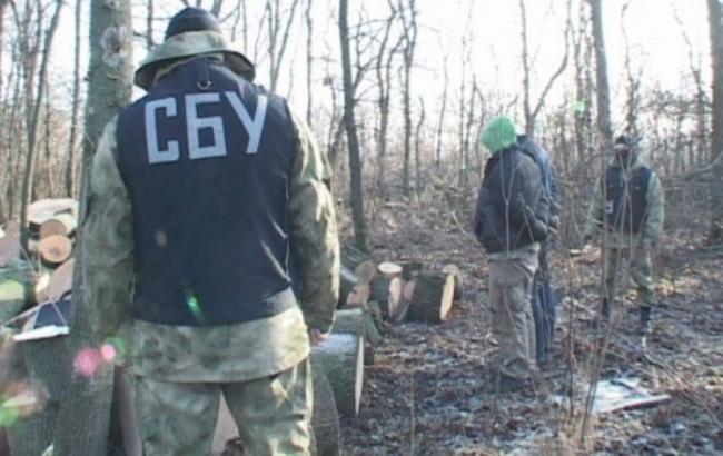 СБУ задержала полицейского, "крышевавшего" незаконную вырубку леса на Житомирщине