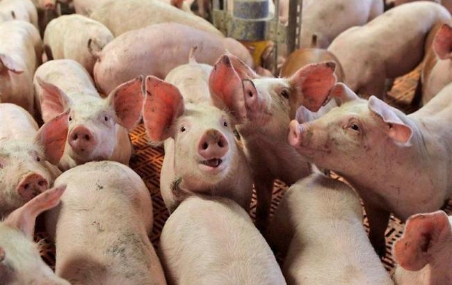 Україна за 5 місяців 2016 майже в 10 разів скоротила експорт свинини