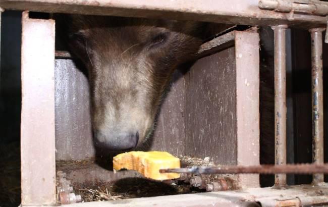 Сутки не вставал: в зоопарке под Киевом посетители чуть не убили медведя
