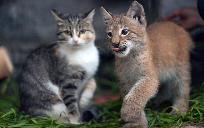 В зоопарке Новосибирска домашняя кошка выходила рысь