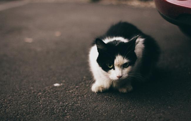 У Києві заборонили вилов бездомних котів