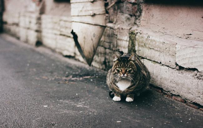 Влада Києва підтримали петицію про визнання котів повноправними жителями міста