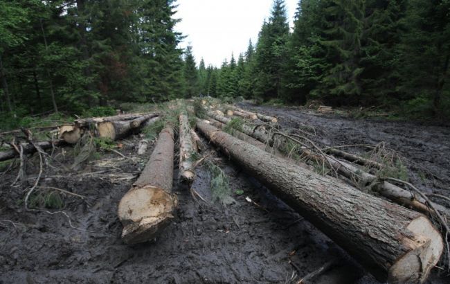 На Закарпатье около 21 тыс. гектаров леса до сих пор не учтены, - Москаль