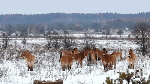 Как животные в Чернобыле пережили зиму: фото из заповедника