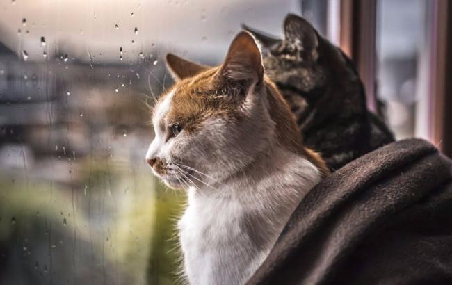 Погода на сегодня: в Украине дожди с грозами, температура до +25