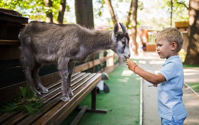 Літо в місті: де відпочити у Києві всією сім'єю