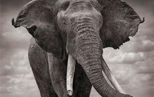 В українських лісах втікача розшукують слона