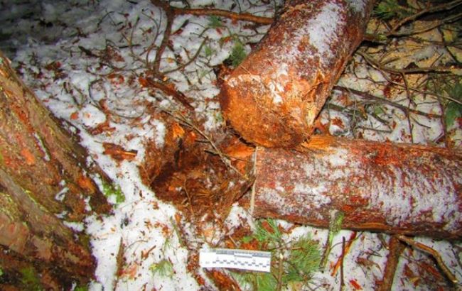 В Киеве в результате падения дерева погиб лесник