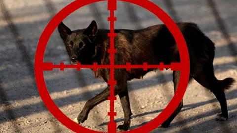 Рада провалила закон про посилення відповідальності за жорстоке поводження з тваринами