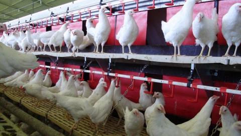 Птицефабрика "Чернобаевская" не причастна к экологической проблеме в Херсонской области, - СМИ