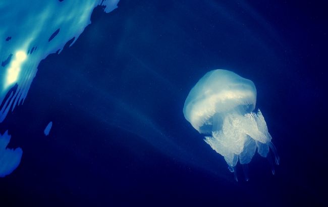 В Україні на популярному курорті скаржаться на нашестя небезпечних медуз (відео)