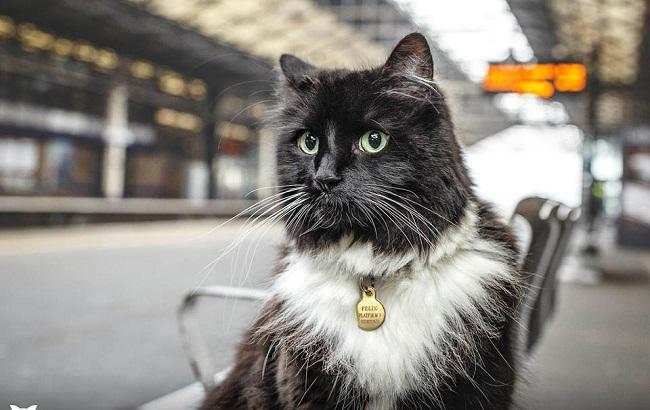 Знаменитая кошка Феликс помогла увеличить тираж благотворительного журнала