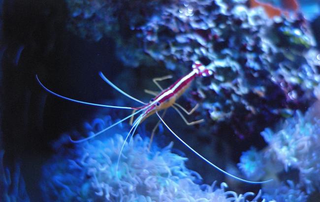 Новый вид креветок получил название в честь группы Pink Floyd