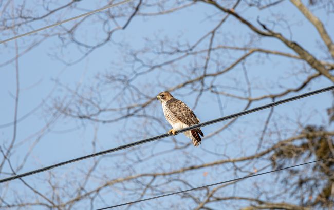 Мог исчезнуть навсегда. Орнитолог назвал, какая краснокнижная птица под угрозой из-за войны
