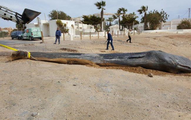В Испании погиб кит из-за съеденного пластика