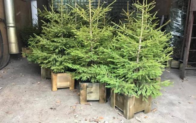 Экологическое решение: в Киеве начали продавать елки в горшках